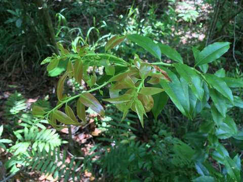 Agarista populifolia (Lam.) W. S. Judd的圖片