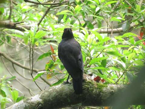 Image of Formosan Whistling-Thrush