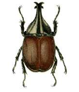 Image of Xylotrupes ulysses (Guérin-Méneville 1830)