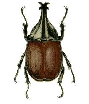 Image of Xylotrupes ulysses (Guérin-Méneville 1830)