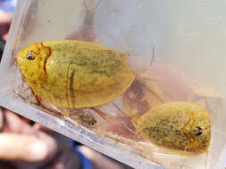 Image of Vernal pool tadpole shrimp