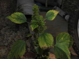 Image de Acalypha poiretii Spreng.