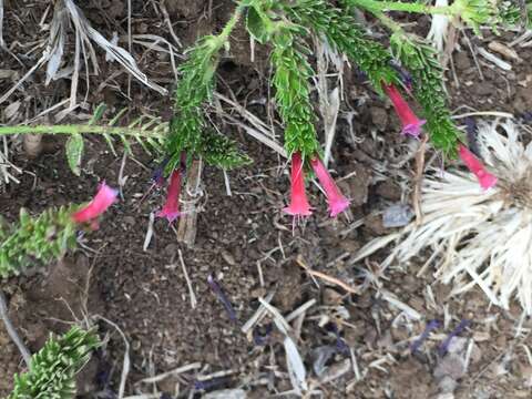 Image of Echium stenosiphon Webb