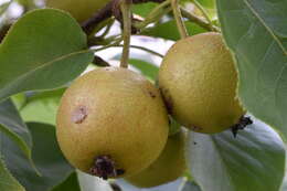 Image of Chinese pear