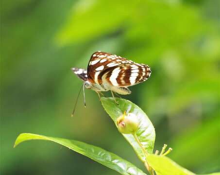 Image de Neptis hylas papaja Moore 1874