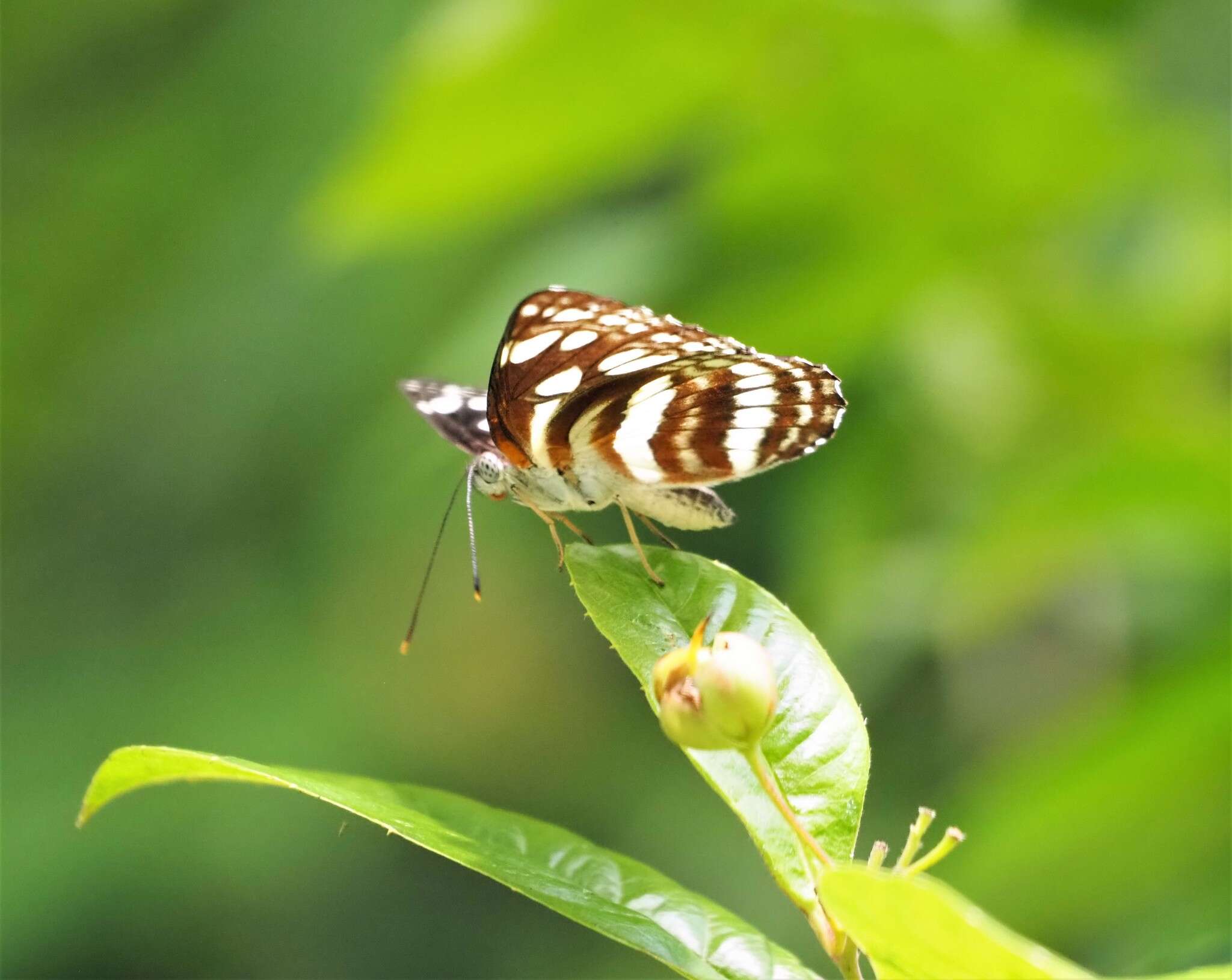 Image de Neptis hylas papaja Moore 1874