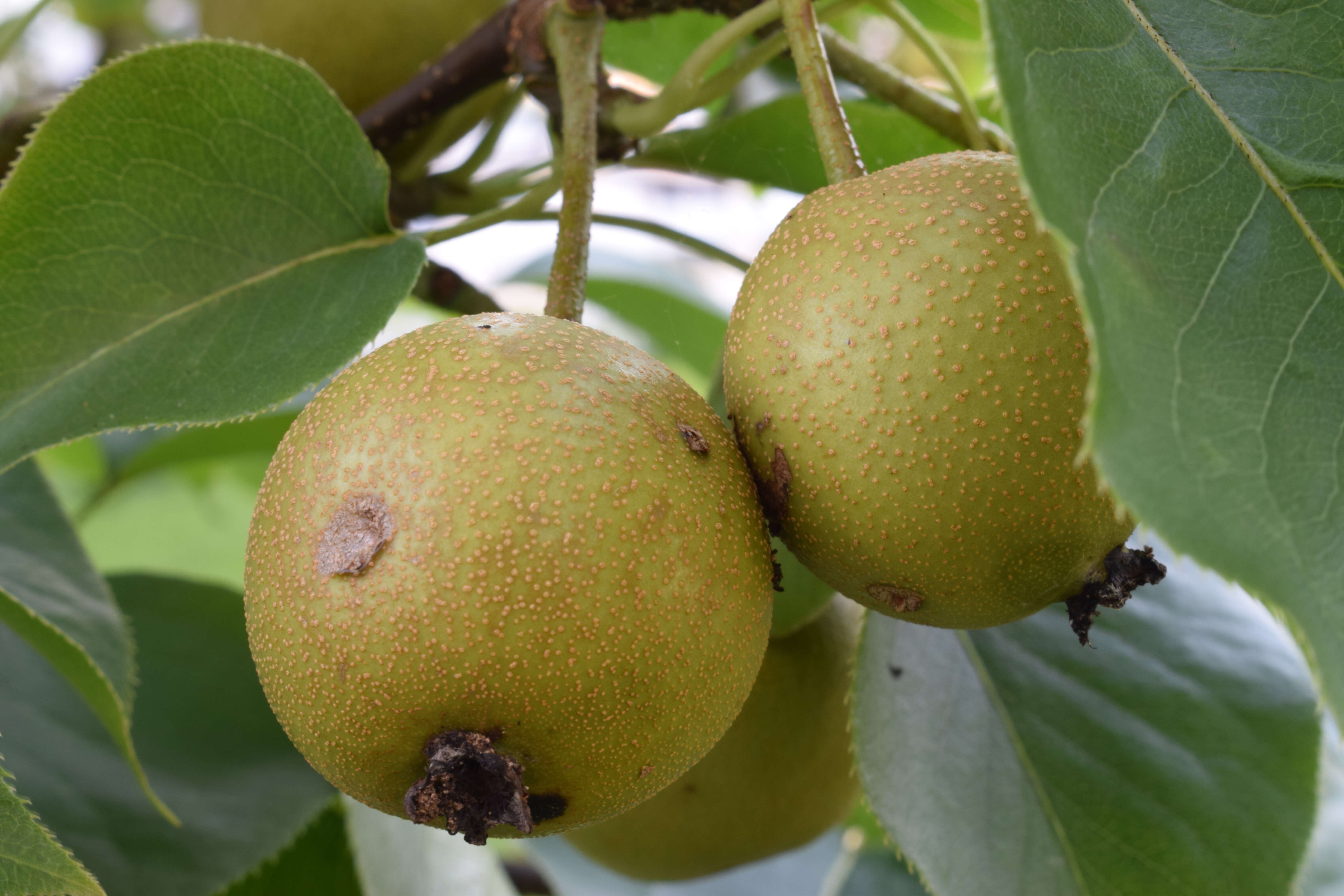 Plancia ëd Pyrus pyrifolia (Burm. fil.) Nakai