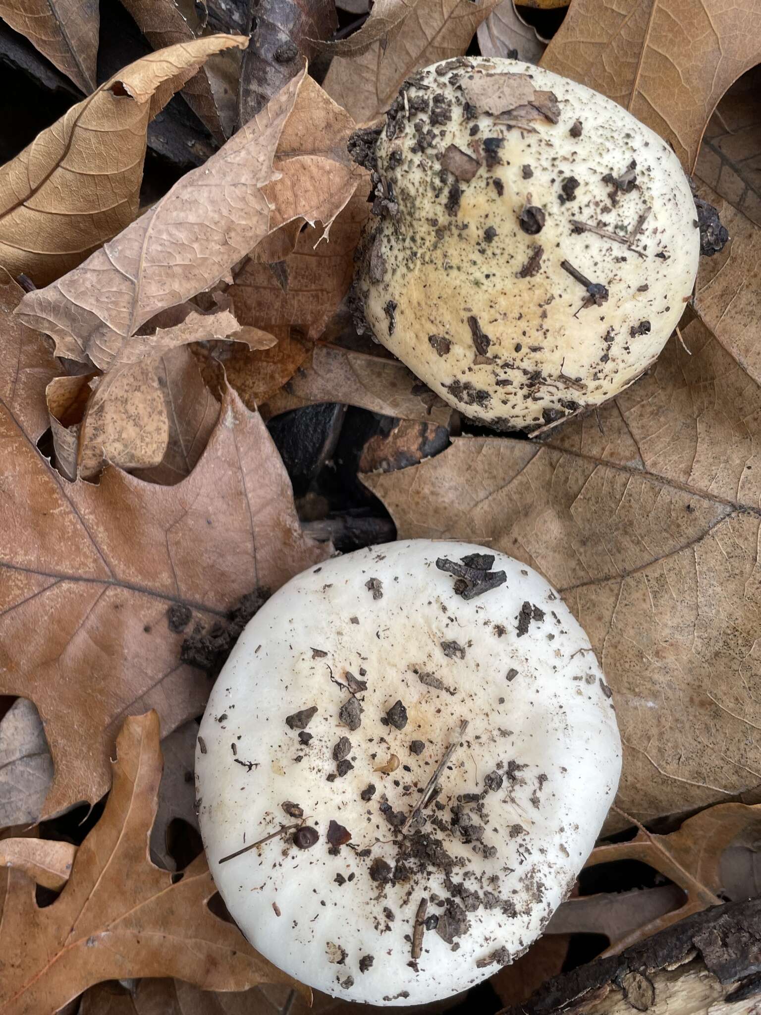 Image of Hygrophorus sordidus Peck 1898