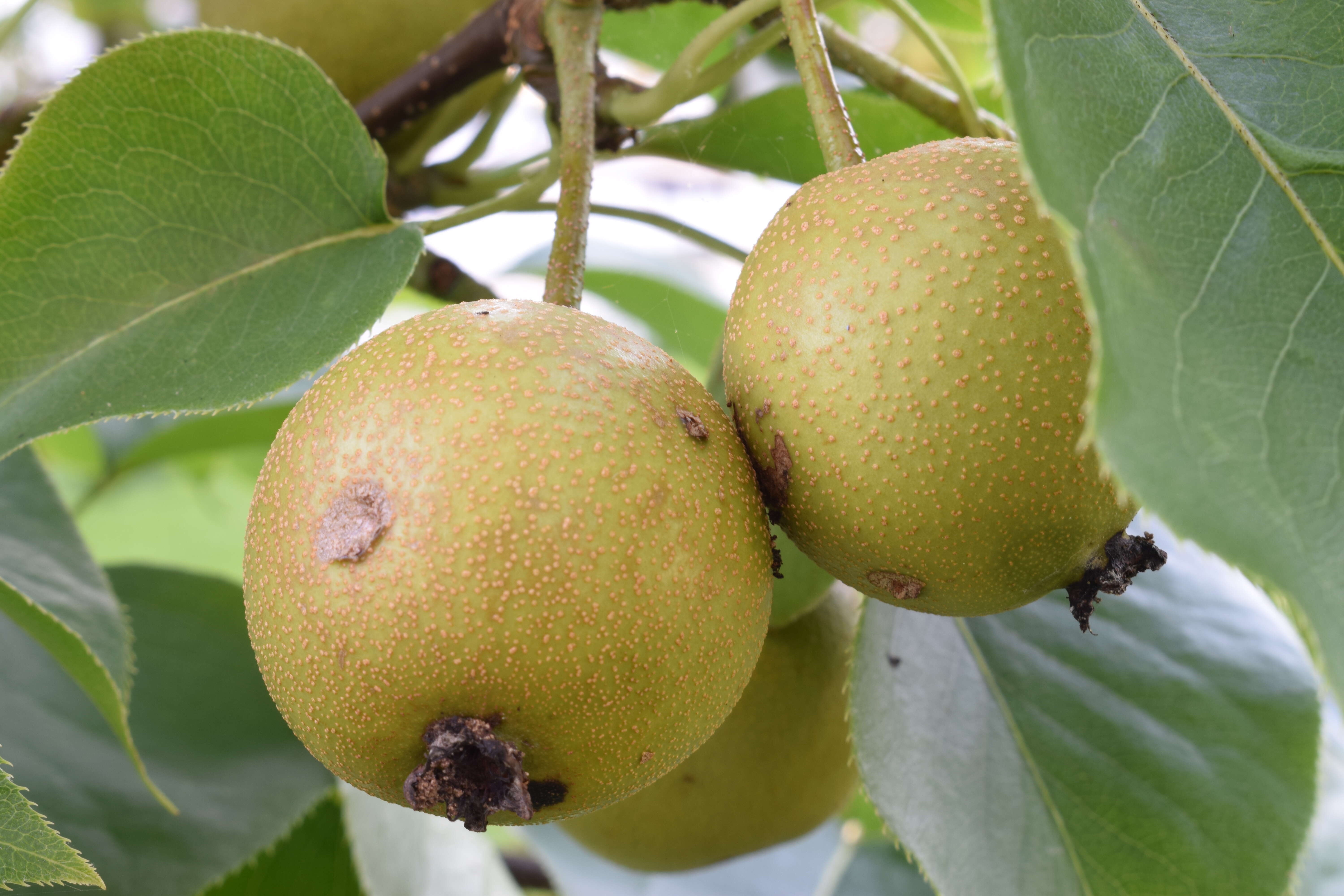 Plancia ëd Pyrus pyrifolia (Burm. fil.) Nakai