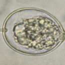 Слика од Phytophthora cactorum