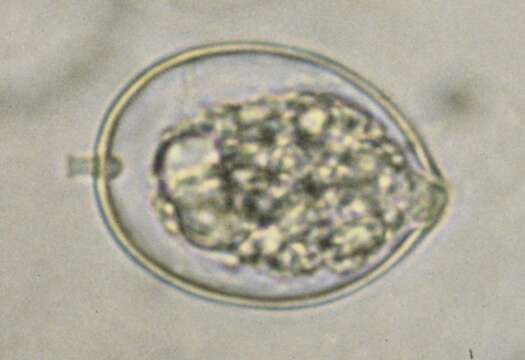 Phytophthora cactorum resmi