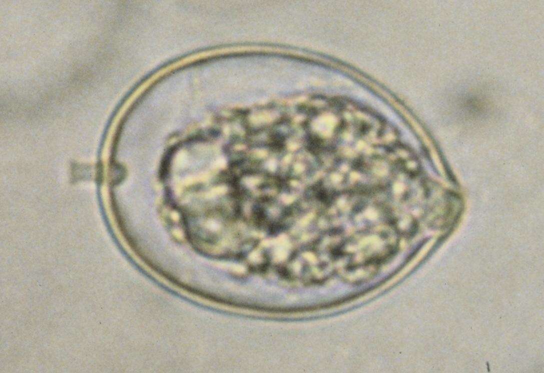 Image of Phytophthora cactorum