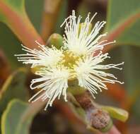 Image of Eucalyptus extrica D. Nicolle