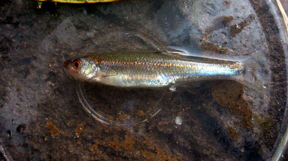 Image of Blueside Shiner