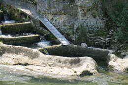 Image of European beaver