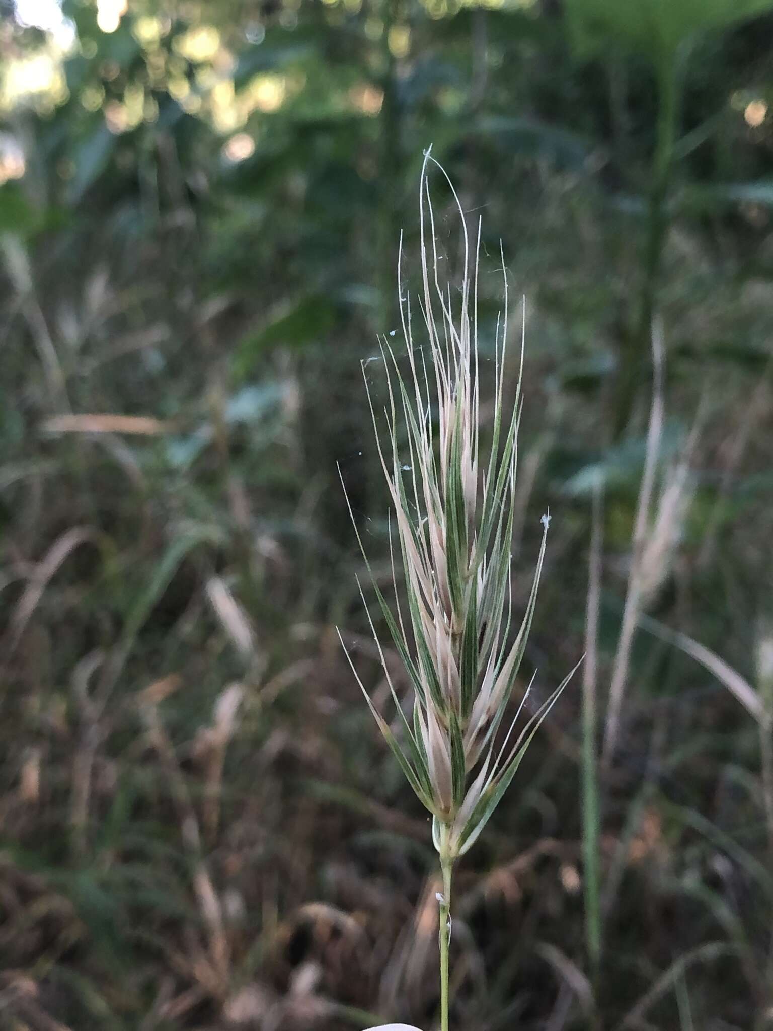 Imagem de Elymus macgregorii R. E. Brooks & J. J. N. Campb.