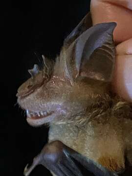 Image of Halcyon Horseshoe Bat