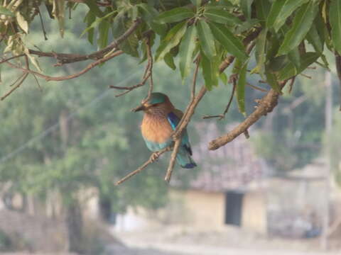 Image of Indian Roller