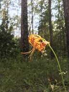 Image of panhandle lily