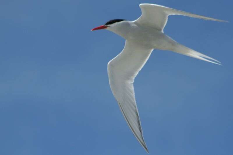 Image of South American Tern