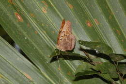 Image of Asterocampa clyton flora Edwards 1876