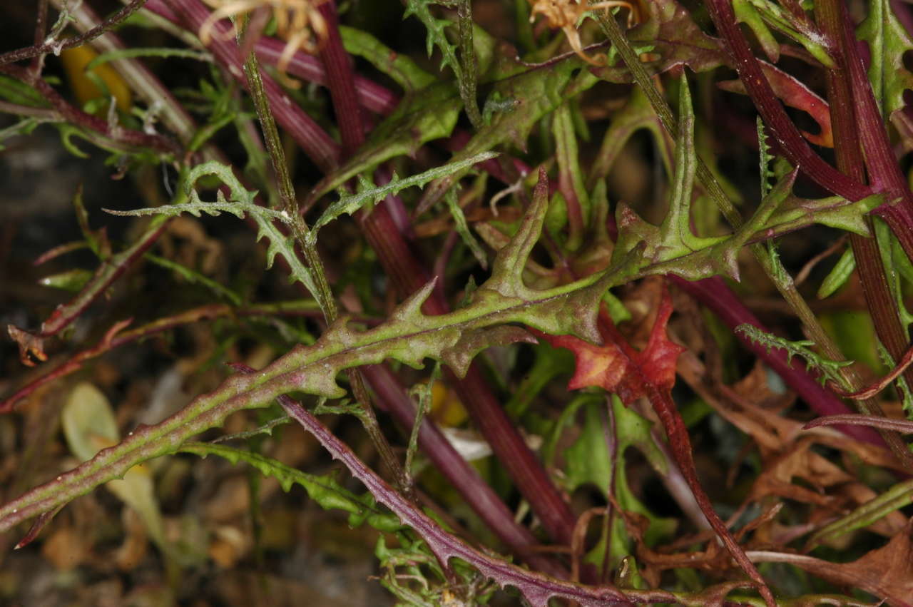 Image of Senecio runcinifolius J. H. Willis