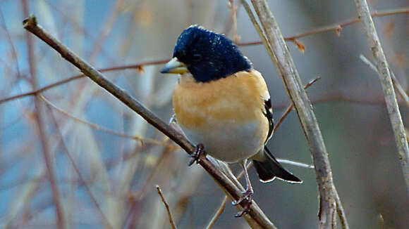 Image of Brambling