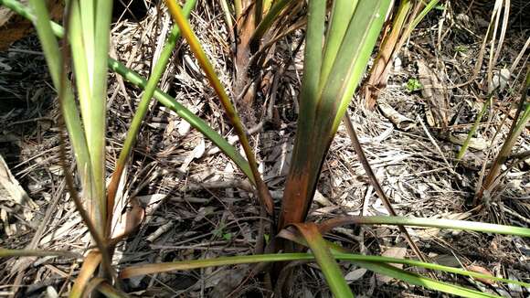 Image of Fen Sedge