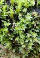 Image of stellar calcareous moss