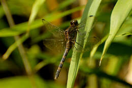 Image of Black Pondhawk