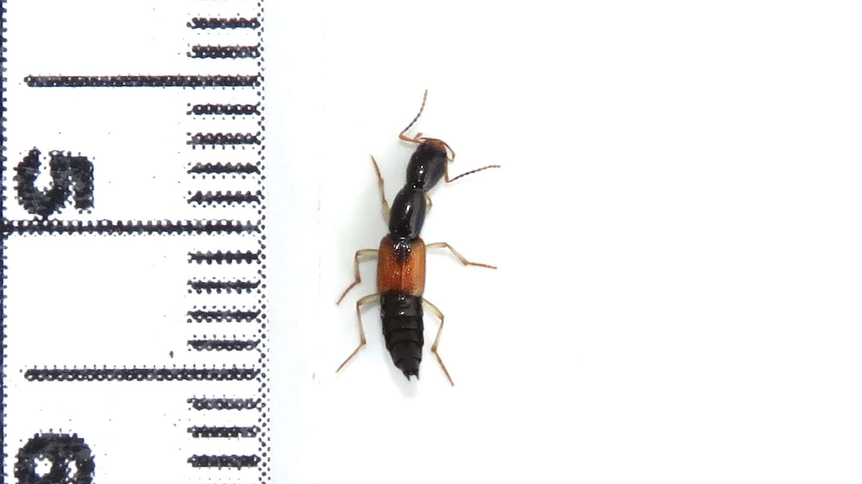 Homaeotarsus cribratus (Le Conte & J. L. 1863) resmi