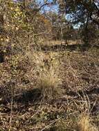 Image of Texas cupgrass