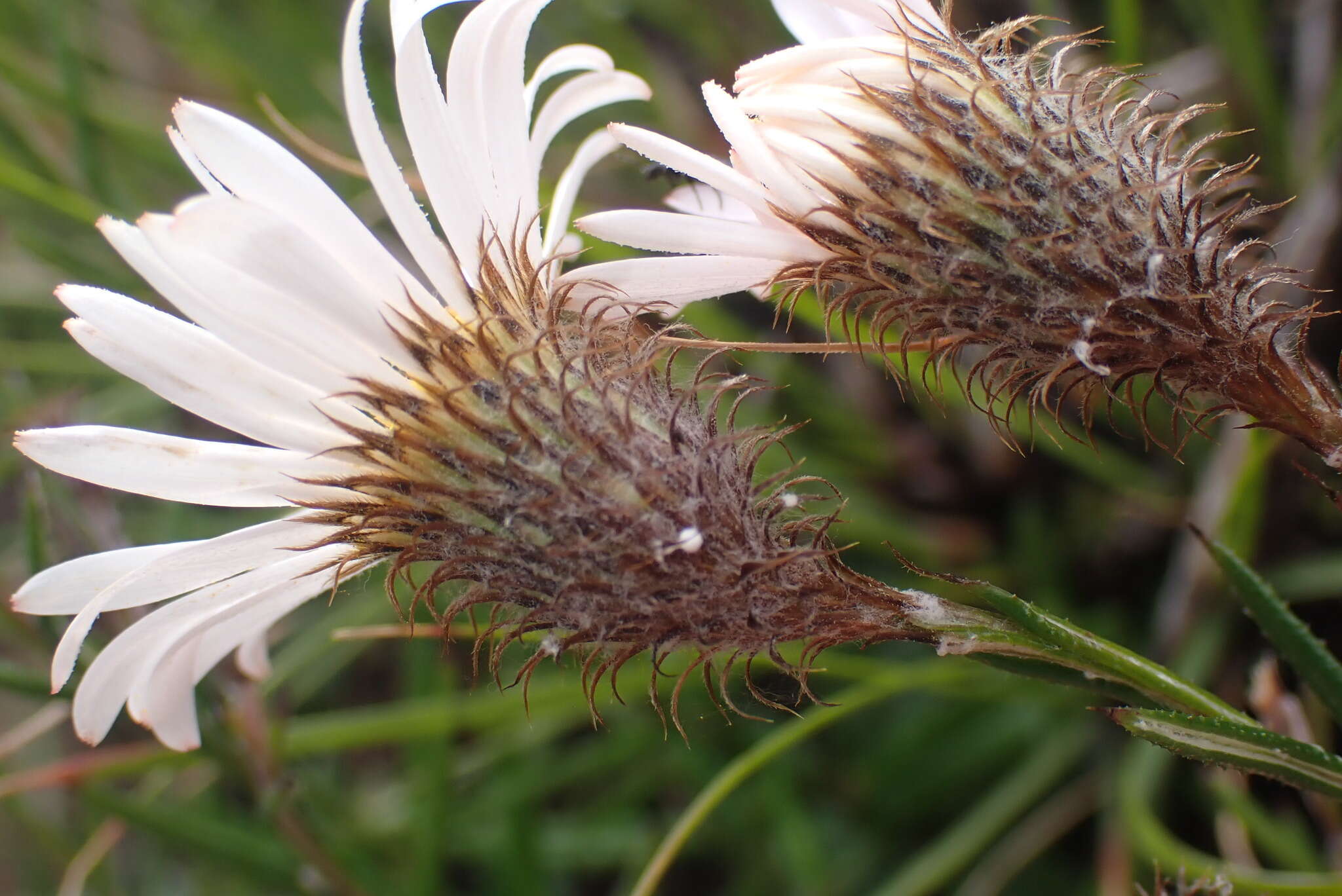 Image of Athrixia heterophylla (Thunb.) Less.