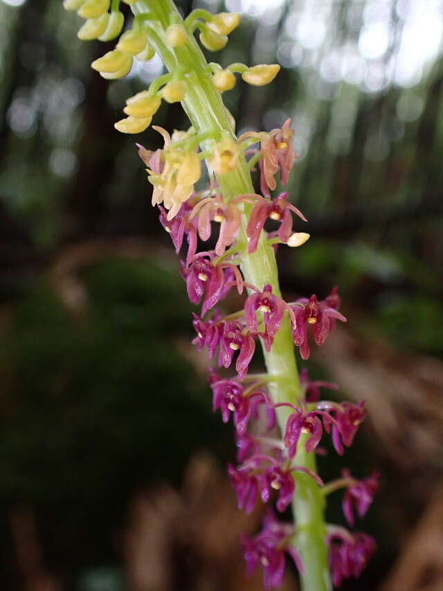 صورة Dienia ophrydis (J. Koenig) Seidenf.