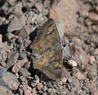 Image of Arizona Powdered-Skipper