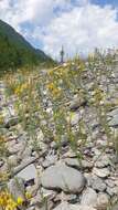 Imagem de Linaria angustissima (Loisel.) Borbás