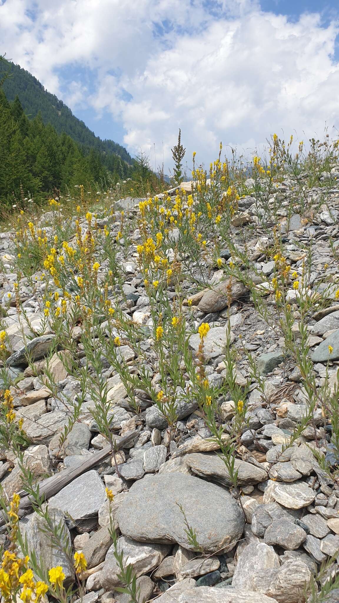 Image of Italian toadflax