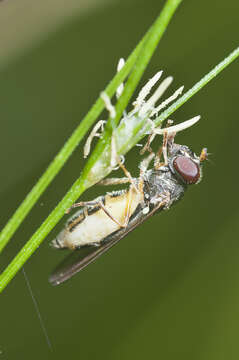 Image of Melanostoma scalare (Fabricius 1794)