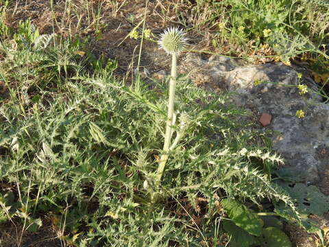 Image of Echinops orientalis Trautv.