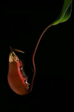 Image of Nepenthes sumatrana (Miq.) G. Beck