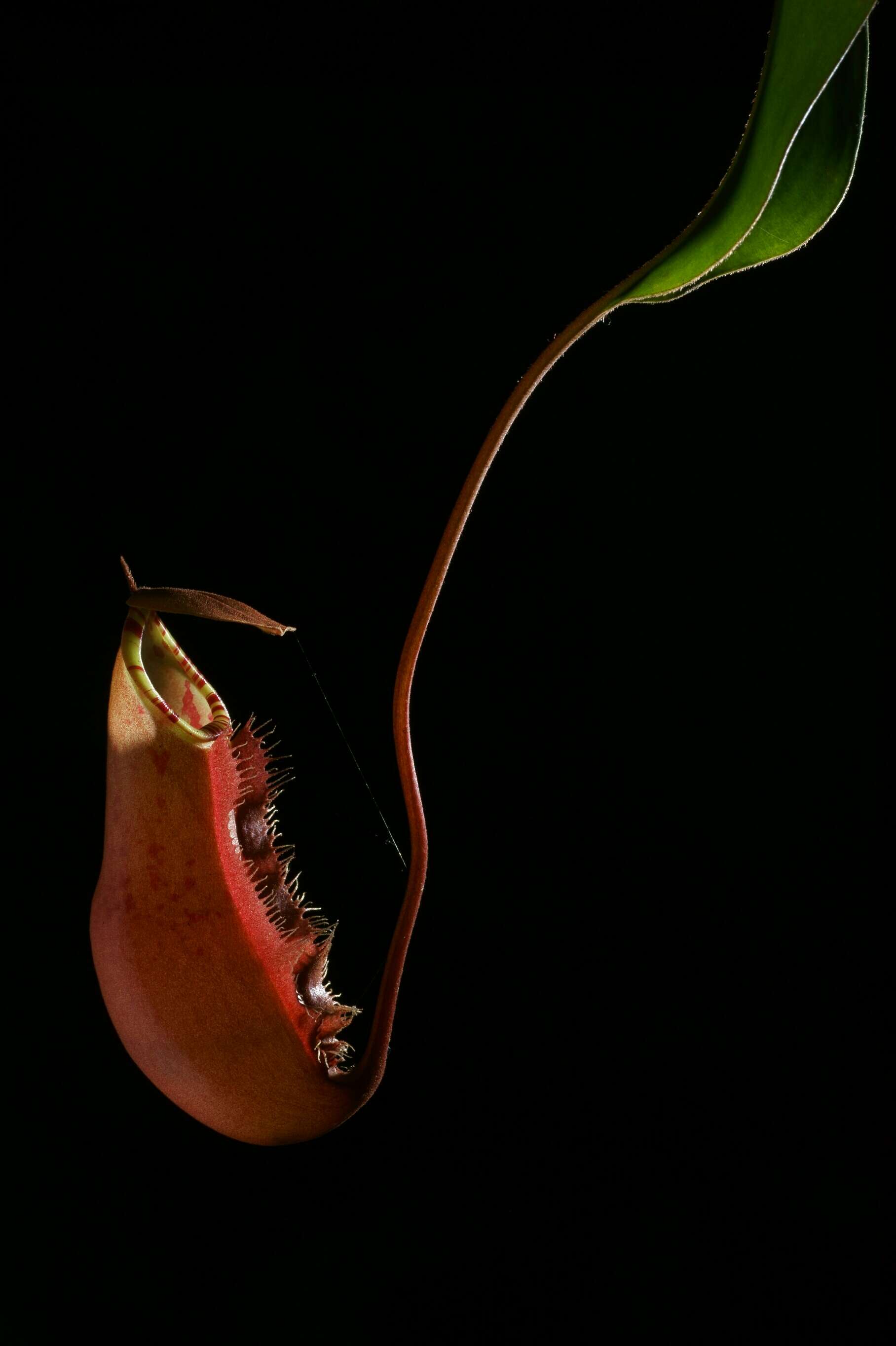 Image of Nepenthes sumatrana (Miq.) G. Beck