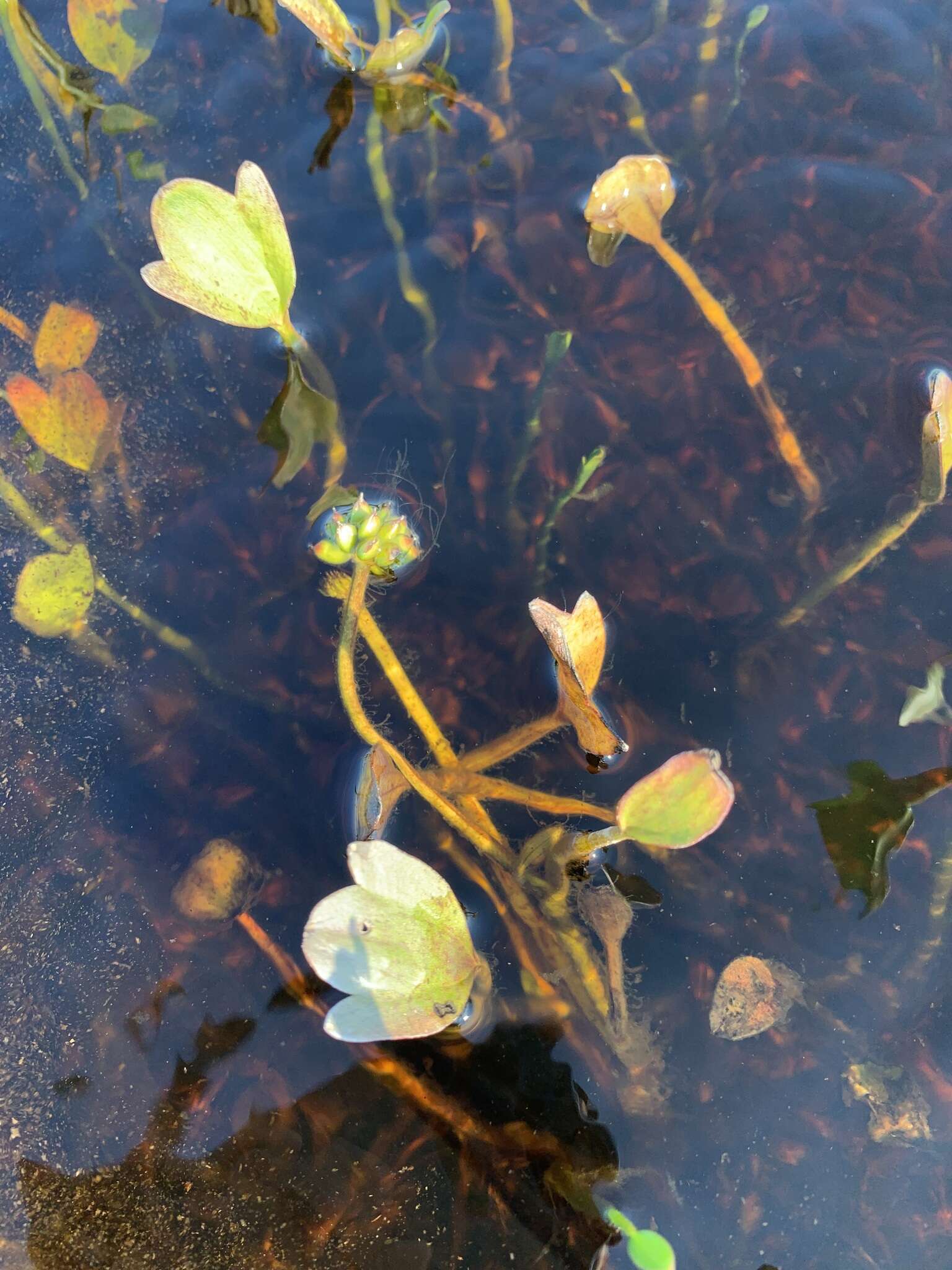 Ranunculus pallasii Schltdl.的圖片