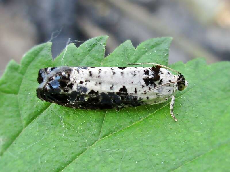 Image of Hedya salicella Linnaeus 1758