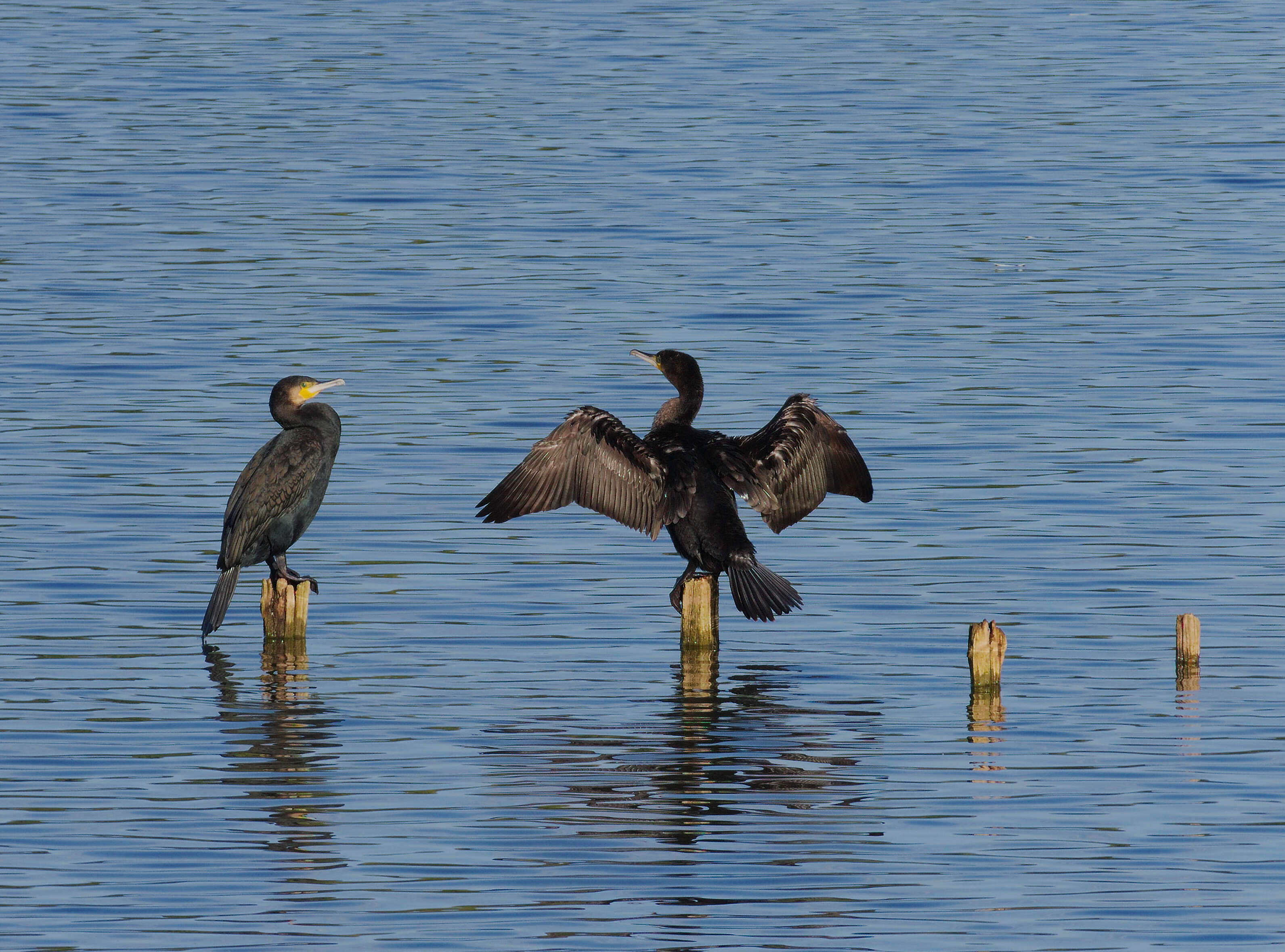 Image of Black Shag