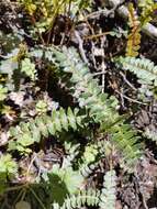 Image de Austroblechnum penna-marina subsp. penna-marina