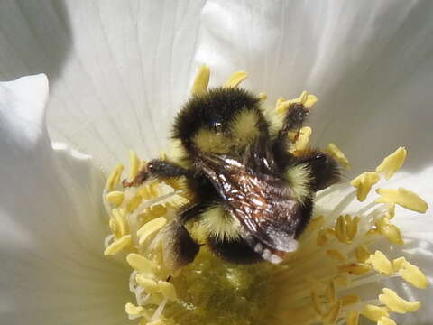 Image of Black Tail Bumble Bee