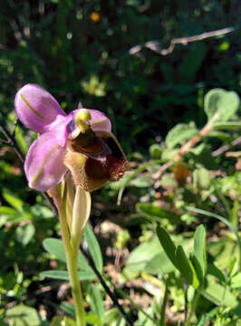 Image of Ophrys tenthredinifera Willd.