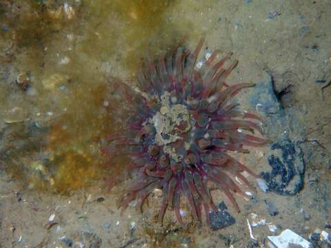 Image of Northern red anemone