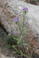 Image of Stenosolenium saxatile (Pall.) Turcz.