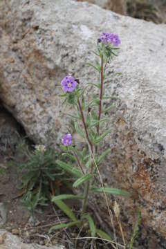 Image of Stenosolenium